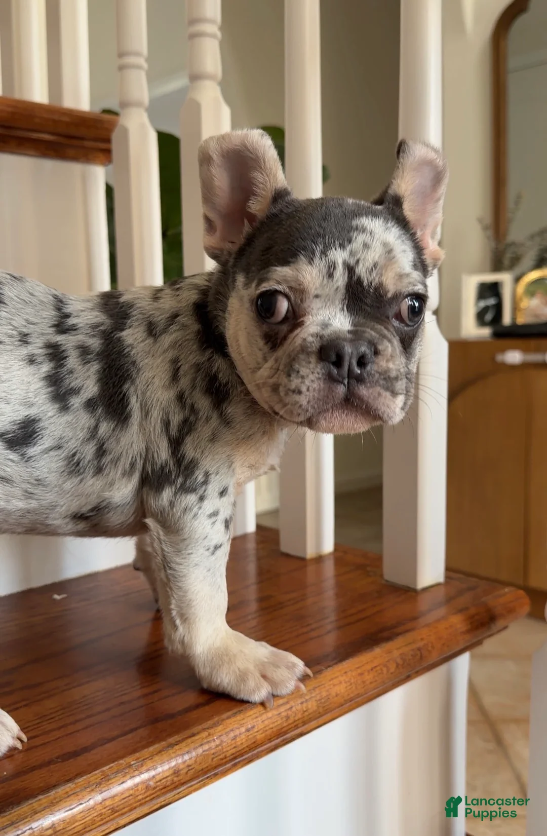 French Bulldog dogs for sale: Myles - Ad 4