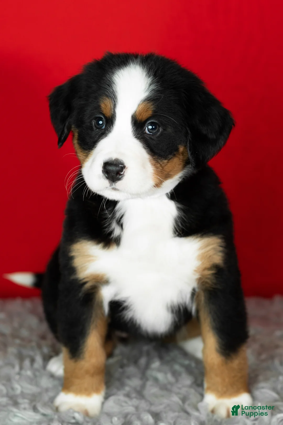 Bernese Mountain Dog dogs for sale: Molly - Ad 2