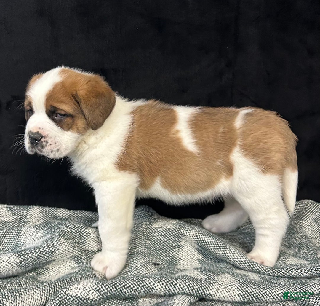 Saint Bernard dogs for sale: Jack - Ad 5