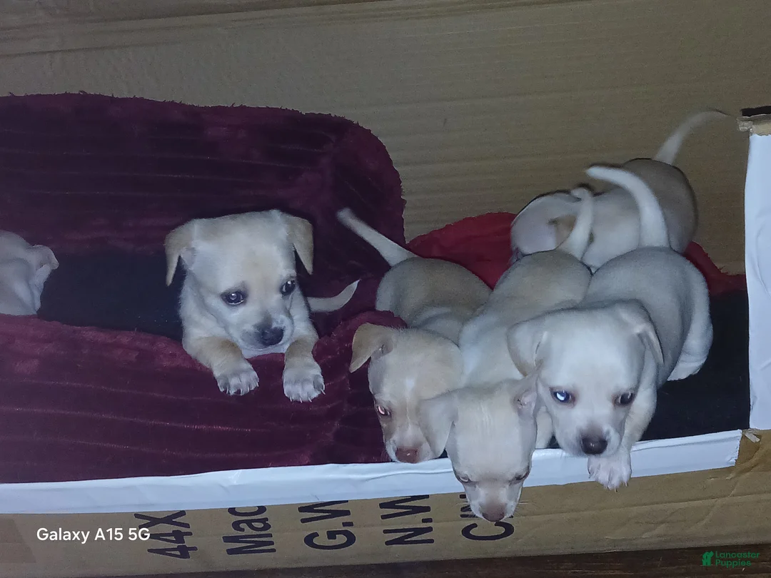 Chiweenie dogs for sale: Chiweenie Puppy 5 - Ad 3