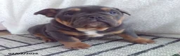 Olde English Bulldogge dogs for sale: Bowser - Ad 1