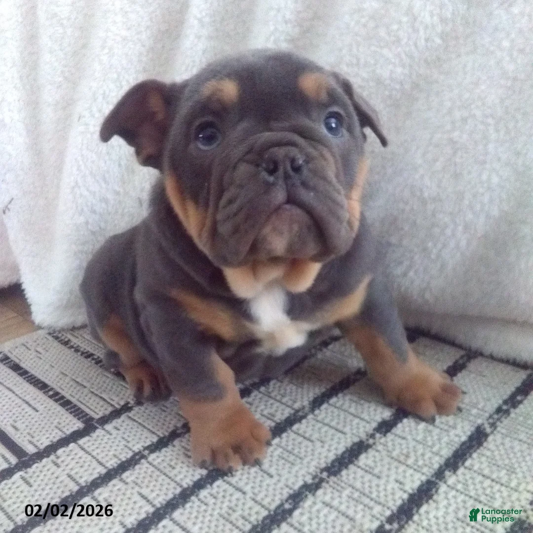 Olde English Bulldogge dogs for sale: Bowser - Ad 1