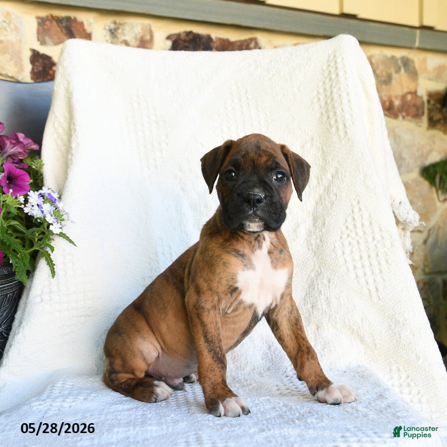Boxer dogs Radar - Ad 1