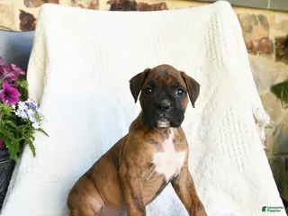 Boxer dogs for sale: Radar - Ad 1