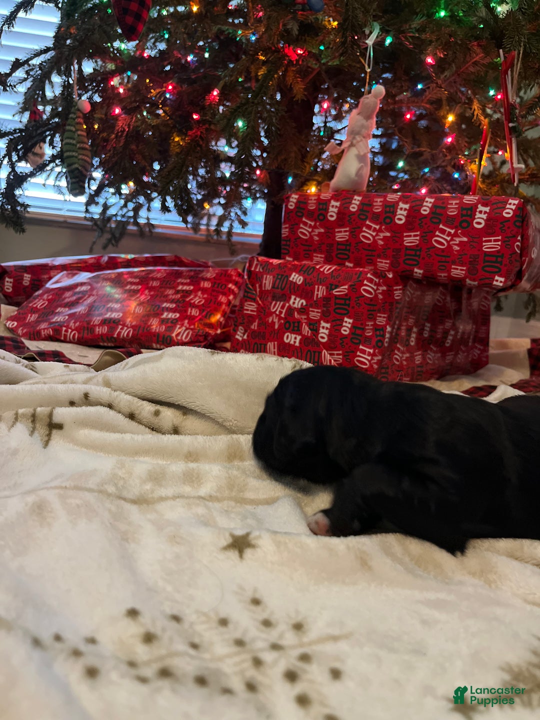 Goldendoodle dogs for sale: Goldendoodle Puppy 3 - Ad 5