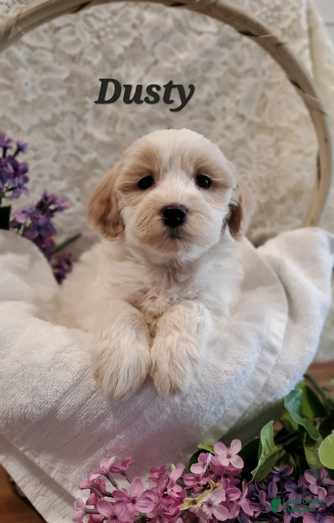 Mixed Breed dogs for sale: Dusty - Ad 2