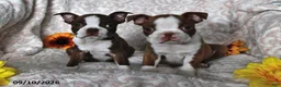 Boston Terrier dogs for sale: Curious George - Ad 5