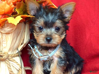 Yorkshire Terrier dogs - Ad 16