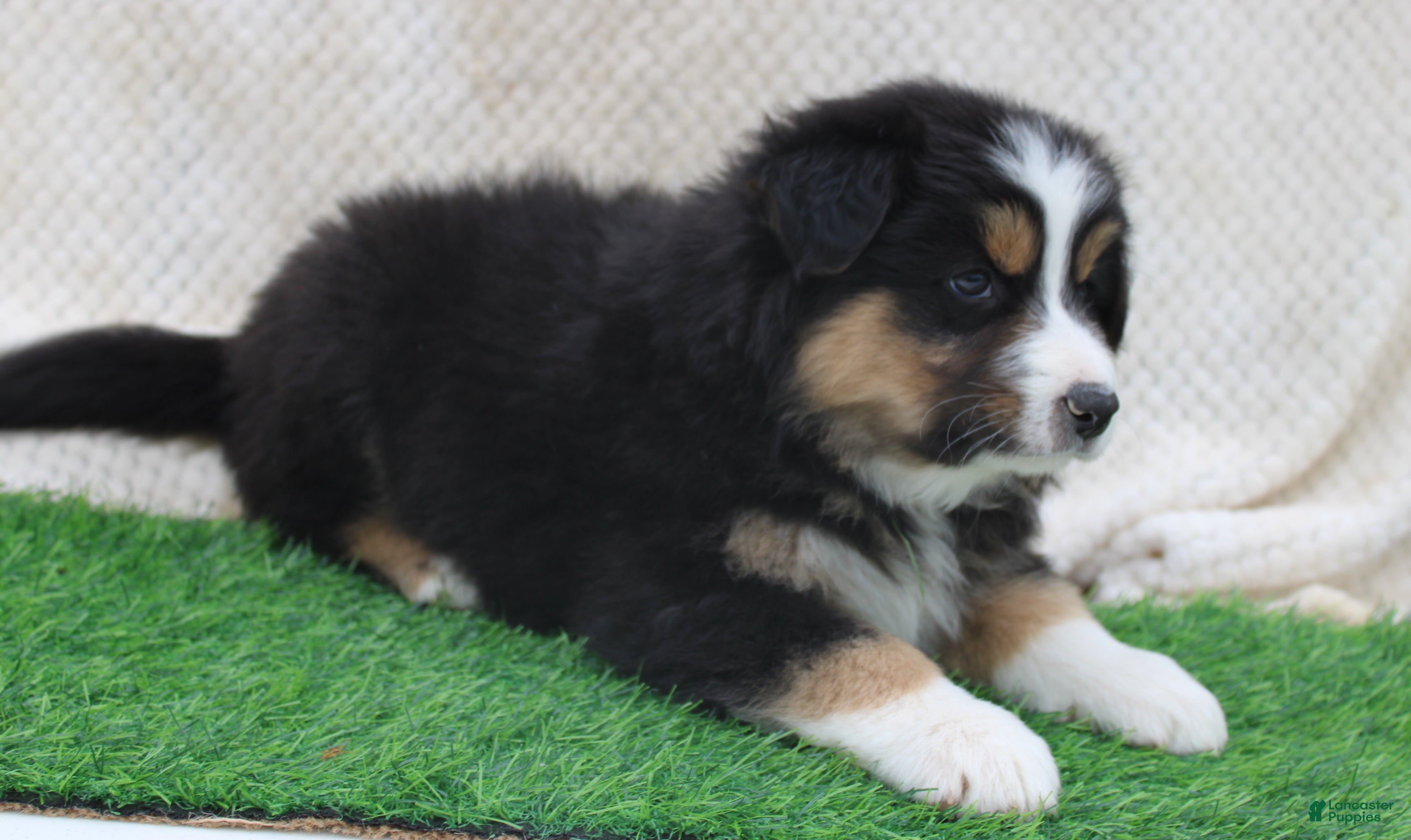 Australian Shepherd dogs Cooper - Ad 2