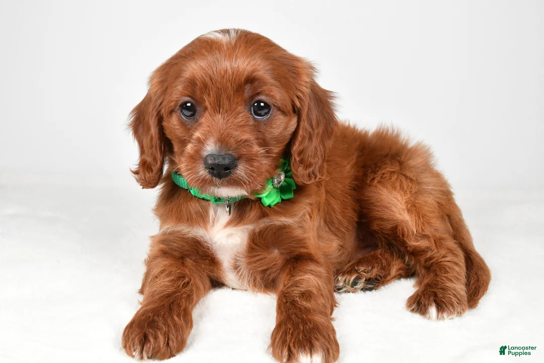 Cavapoo dogs for sale: Kori - Ad 2
