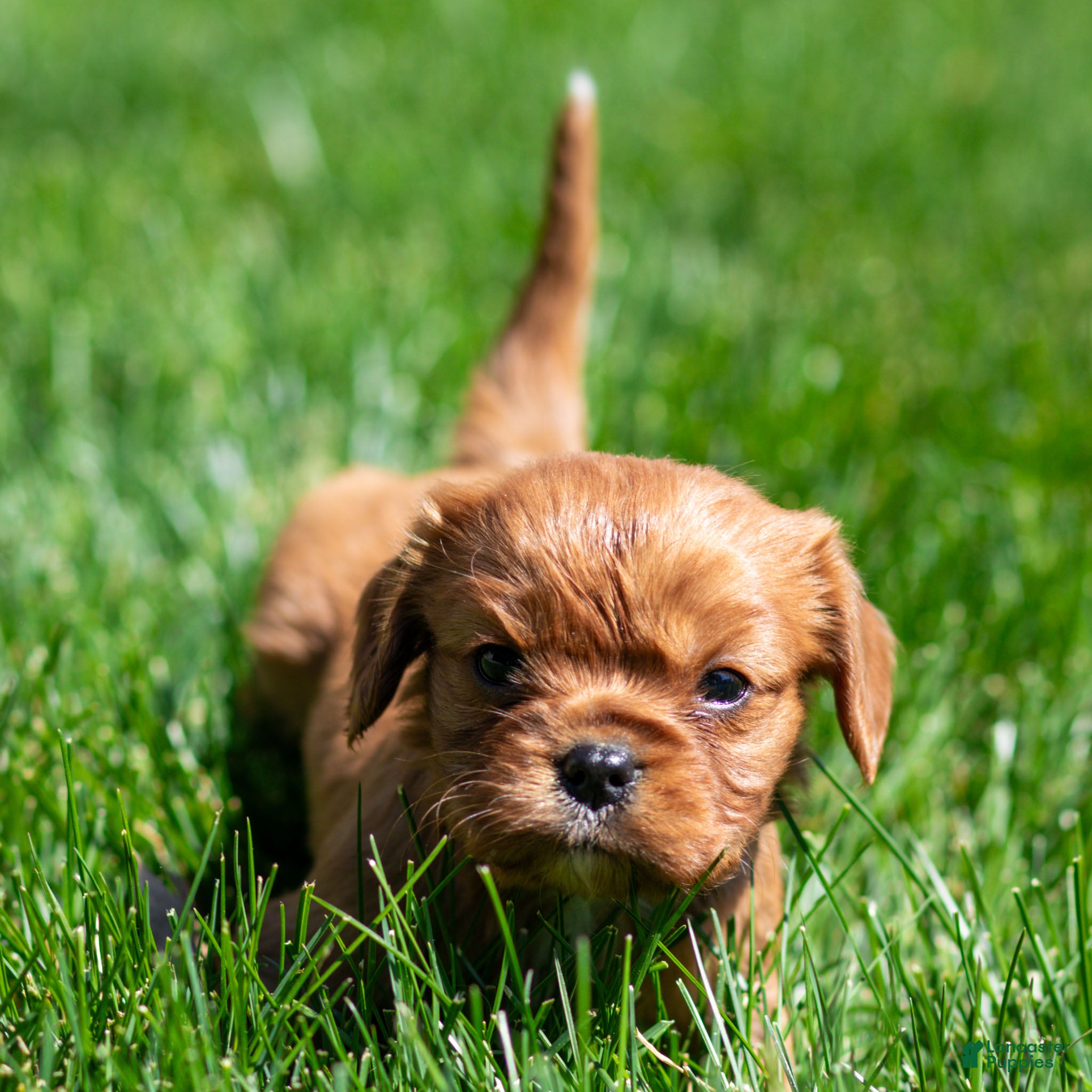 Cavalier King Charles Spaniel dogs Pearl Cavalier King Charles Spaniel Puppy  - Ad 2