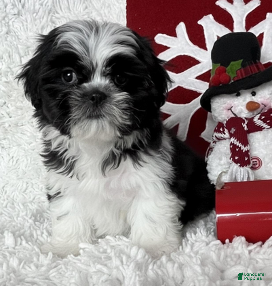 Shih Tzu dogs for sale: AKC Commet - Ad 3