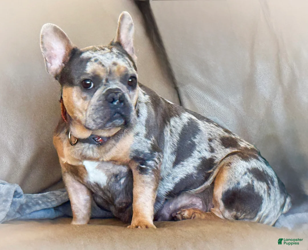 French Bulldog dogs for sale: Snickerdoodle - Ad 4
