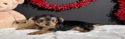 Yorkshire Terrier dogs for sale: Blazer - Ad 2