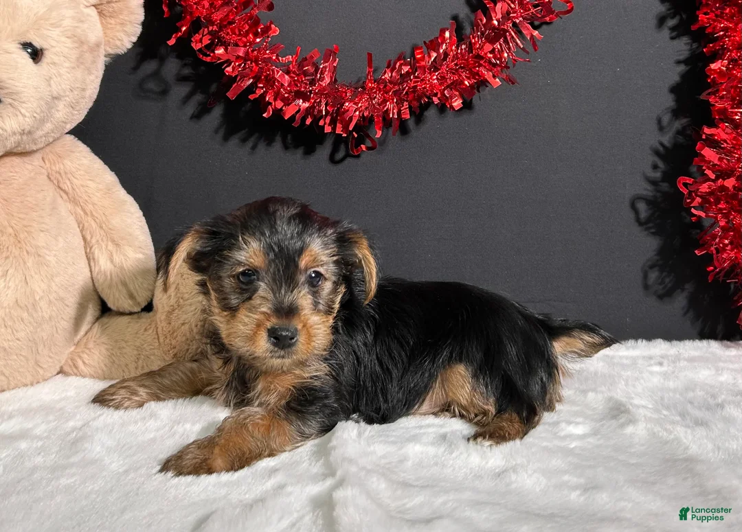 Yorkshire Terrier dogs for sale: Blazer - Ad 2