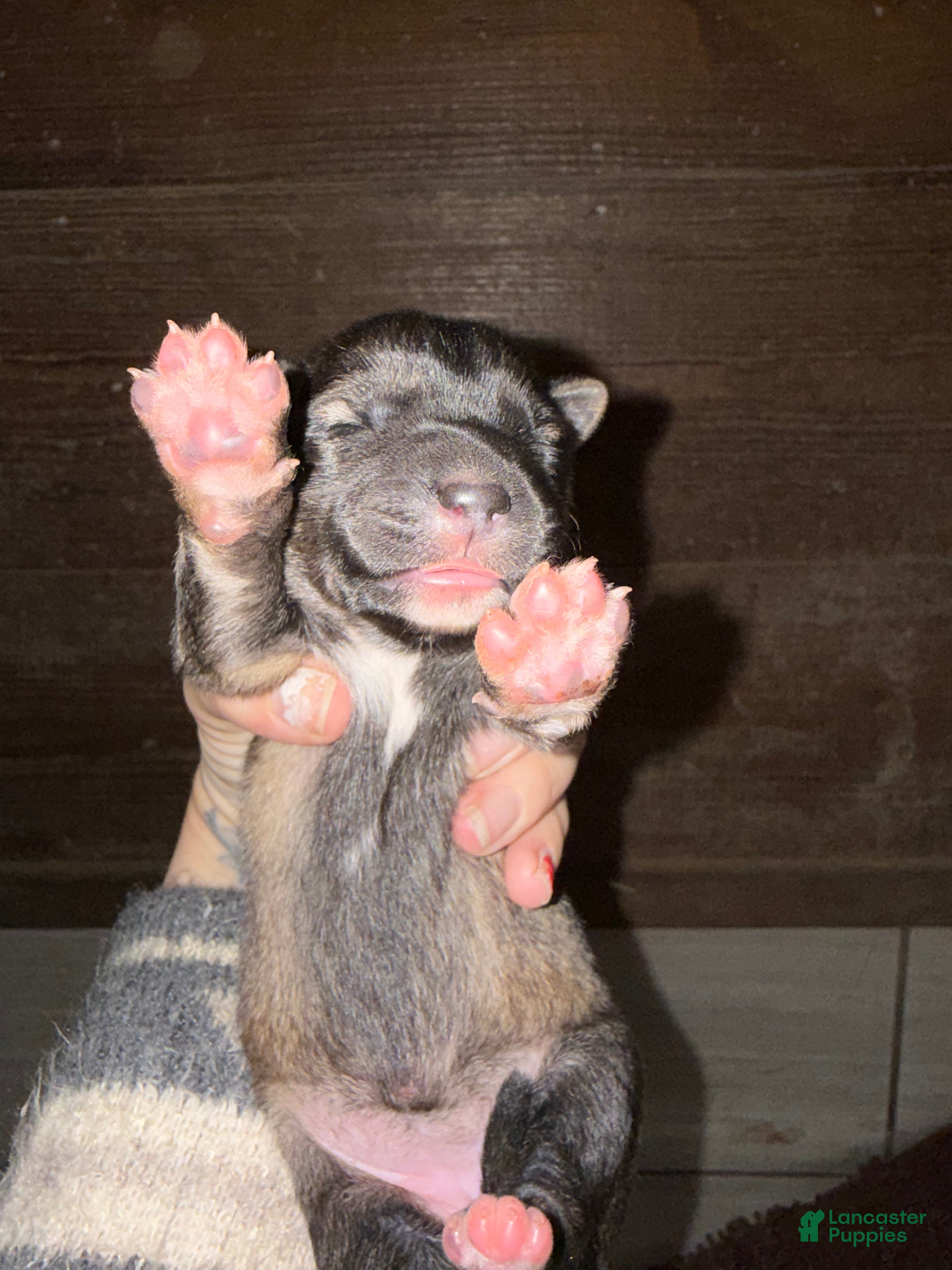 Gerberian Shepsky dogs Pink - Ad 4