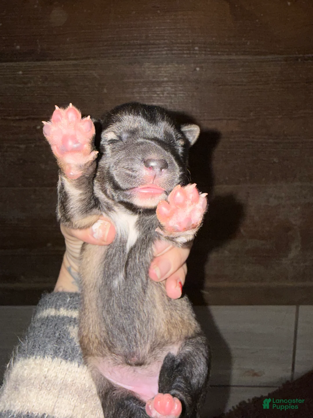 Gerberian Shepsky dogs for sale: Rogue - Ad 7