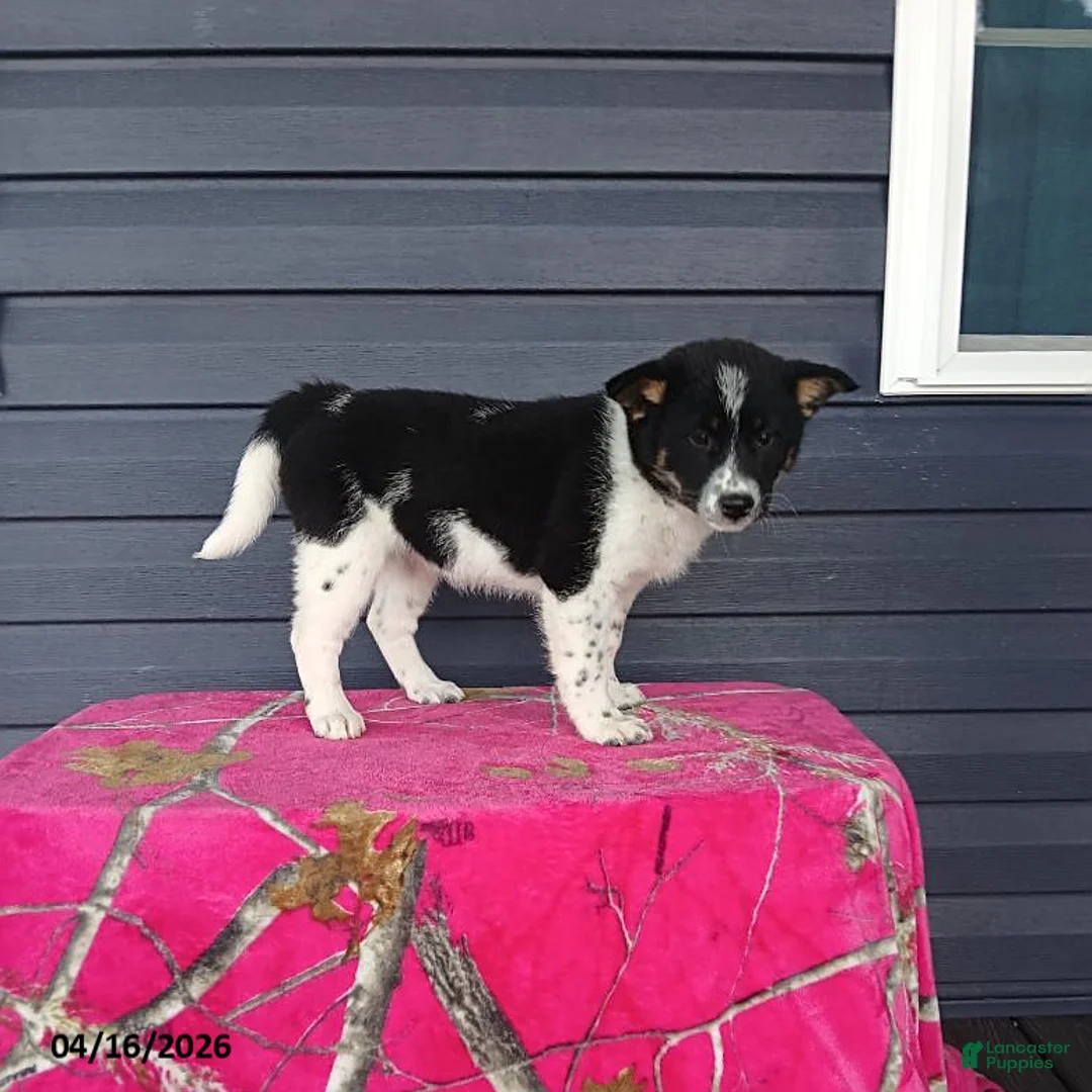 Mixed Breed dogs for sale: Katie - Ad 1