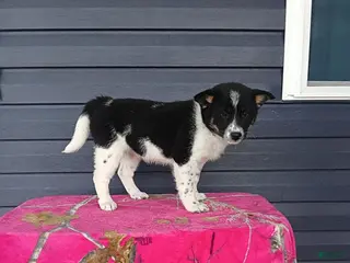 Mixed Breed dogs for sale: Katie - Ad 3