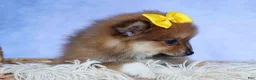 Pomeranian dogs for sale: Farris  - Ad 17