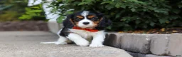 Cavalier King Charles Spaniel dogs for sale: Skylar - Ad 4
