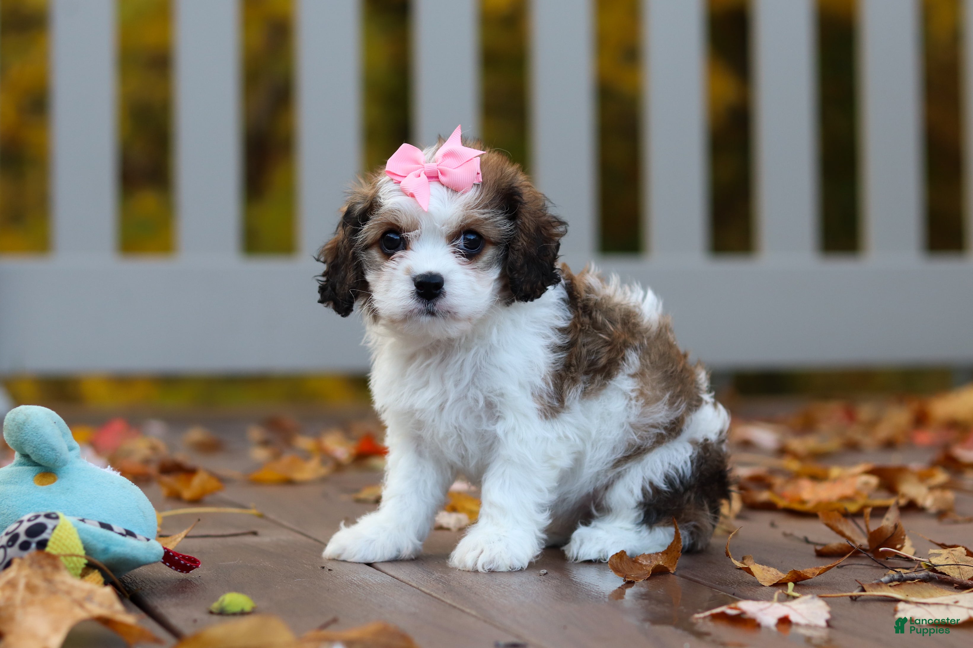 Cavachon dogs for sale: Bella - Ad 2