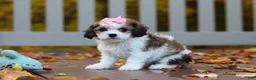 Cavachon dogs for sale: Bella - Ad 2