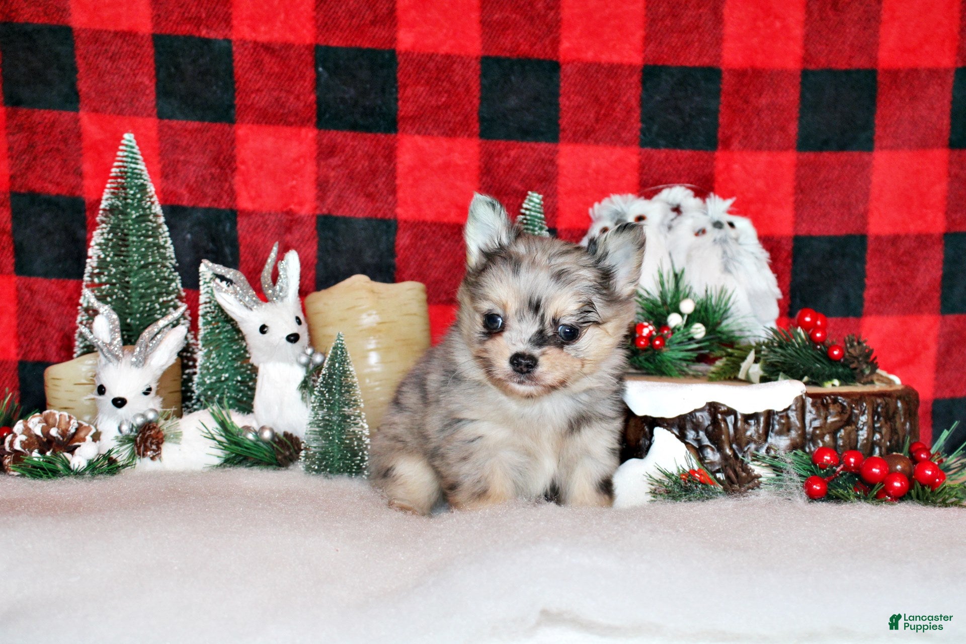 Chihuahua dogs Uri - Ad 17