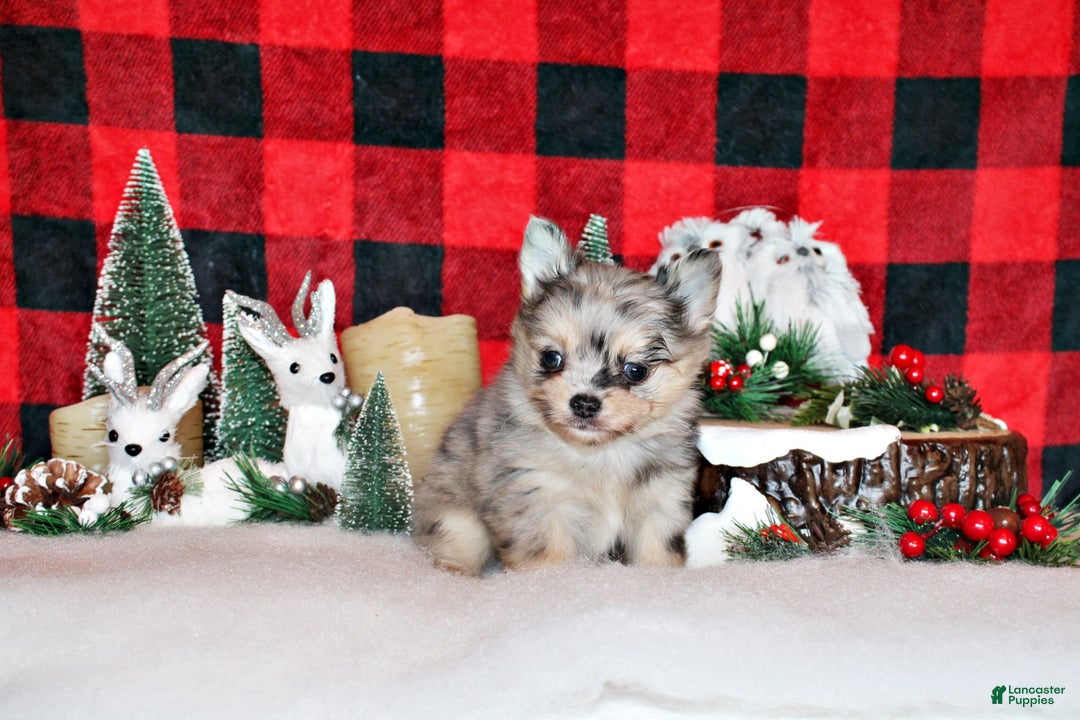 Chihuahua dogs for sale: Uri - Ad 1