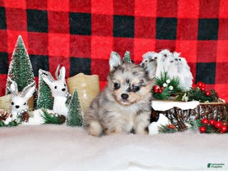 Chihuahua dogs Uri - Ad 41