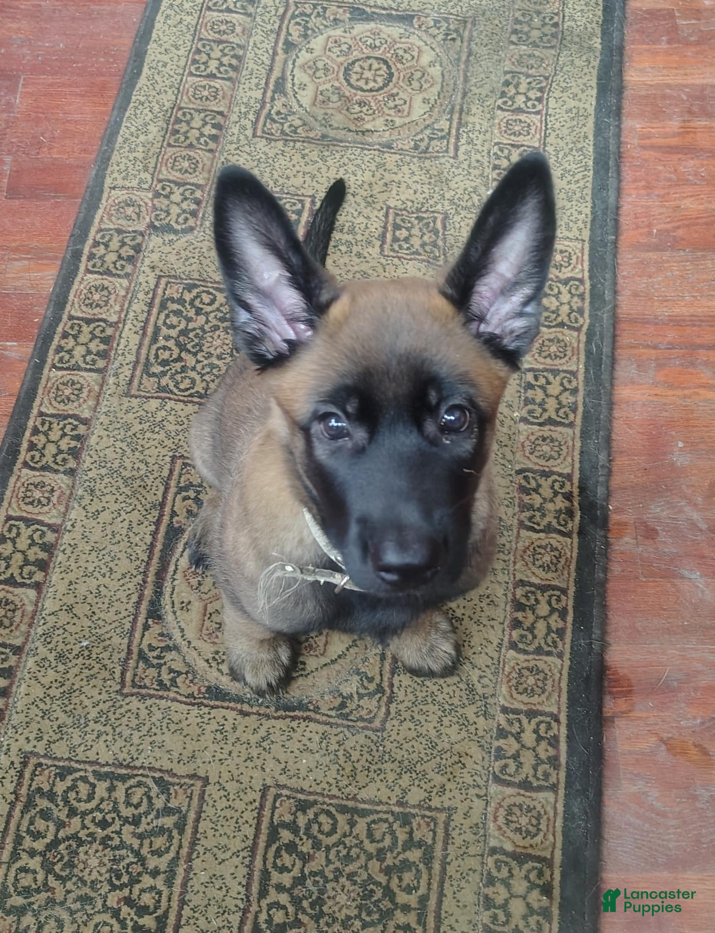 Belgian Malinois