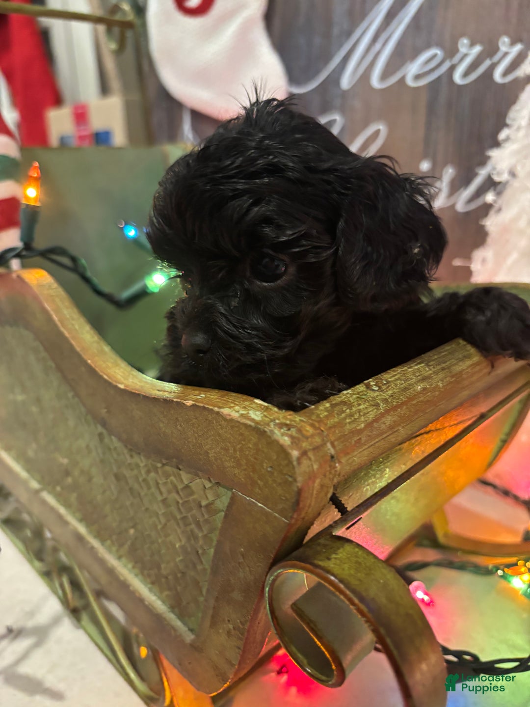 Cockapoo dogs for sale: Cockapoo Puppy 3 - Ad 9