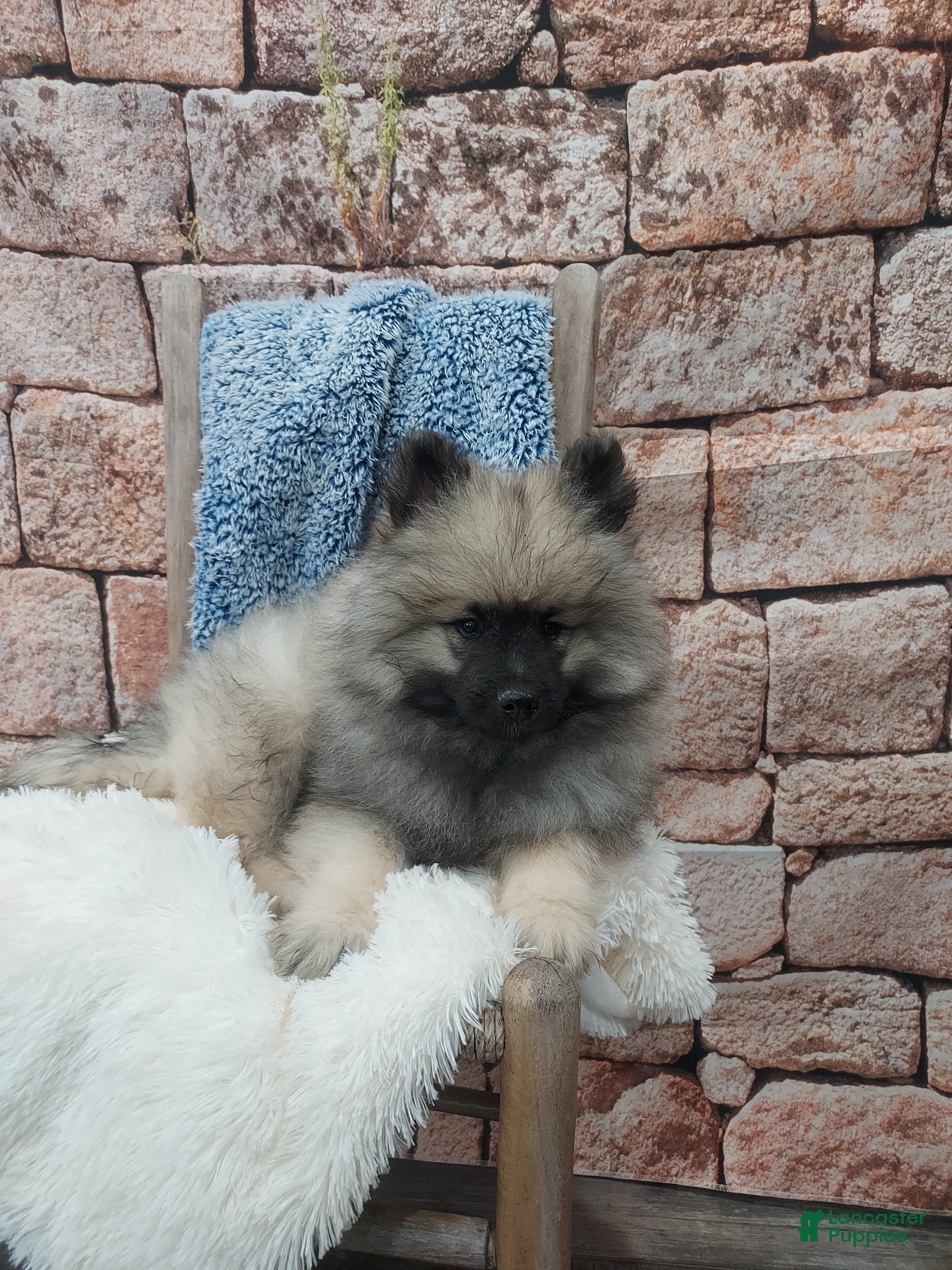 Keeshond dogs Titus - Ad 1