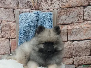 Keeshond dogs for sale: Titus - Ad 1