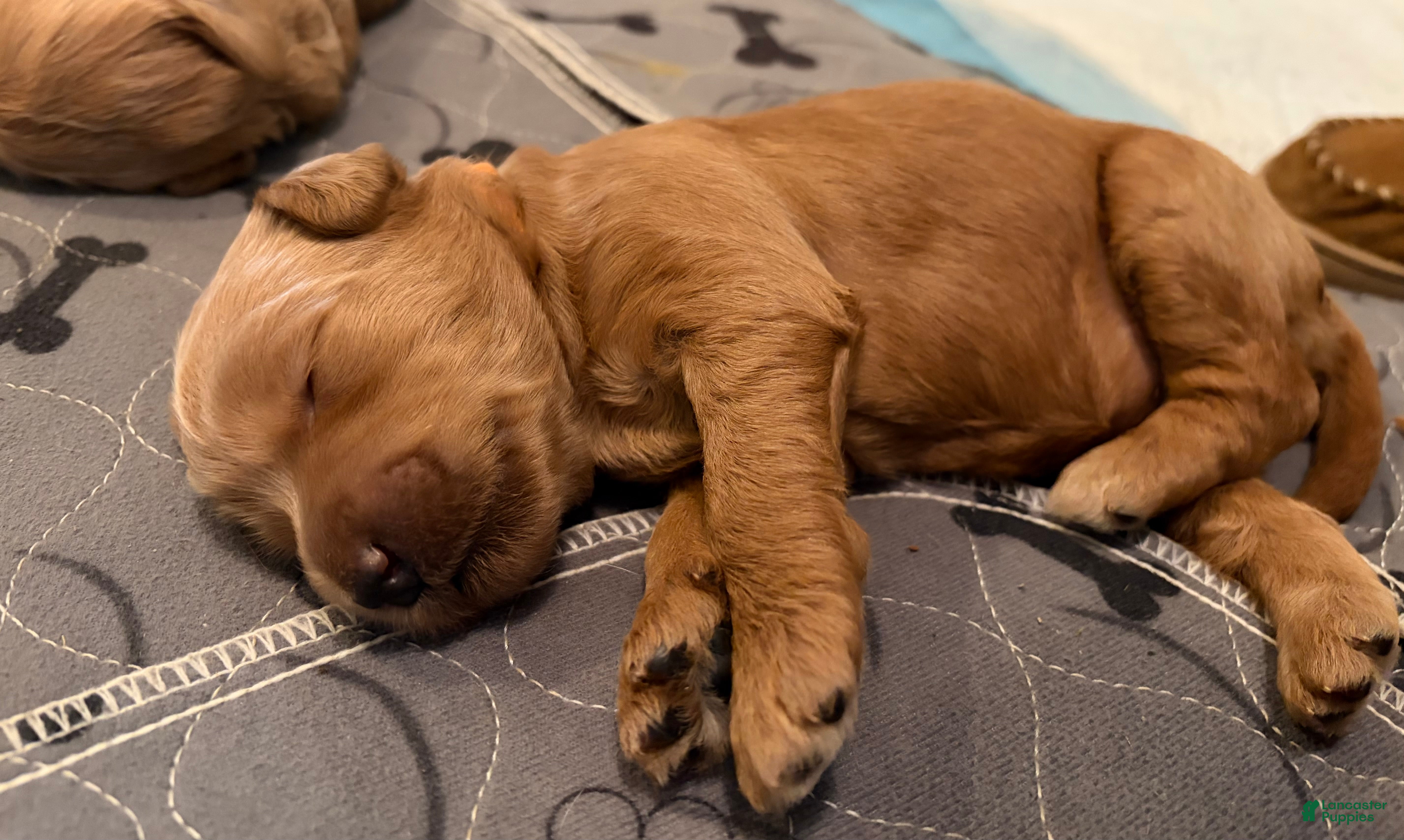 Goldendoodle dogs Willow - Ad 1