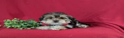 Morkie dogs for sale: Baxter 7 lbs Full Grown - Ad 6