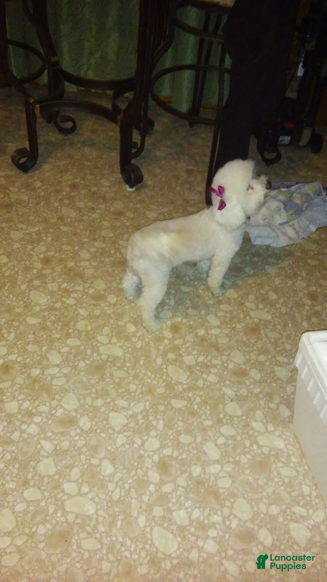 Mixed Breed dogs for sale: Mixed Breed Puppy 1 Cotton  - Ad 3