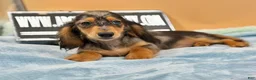 Miniature Dachshund dogs for sale: AKC GCH Frapp Russian blue eye - Ad 5