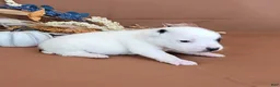 Jack Russell Terrier dogs for sale: Nash purebred JRT  - Ad 4