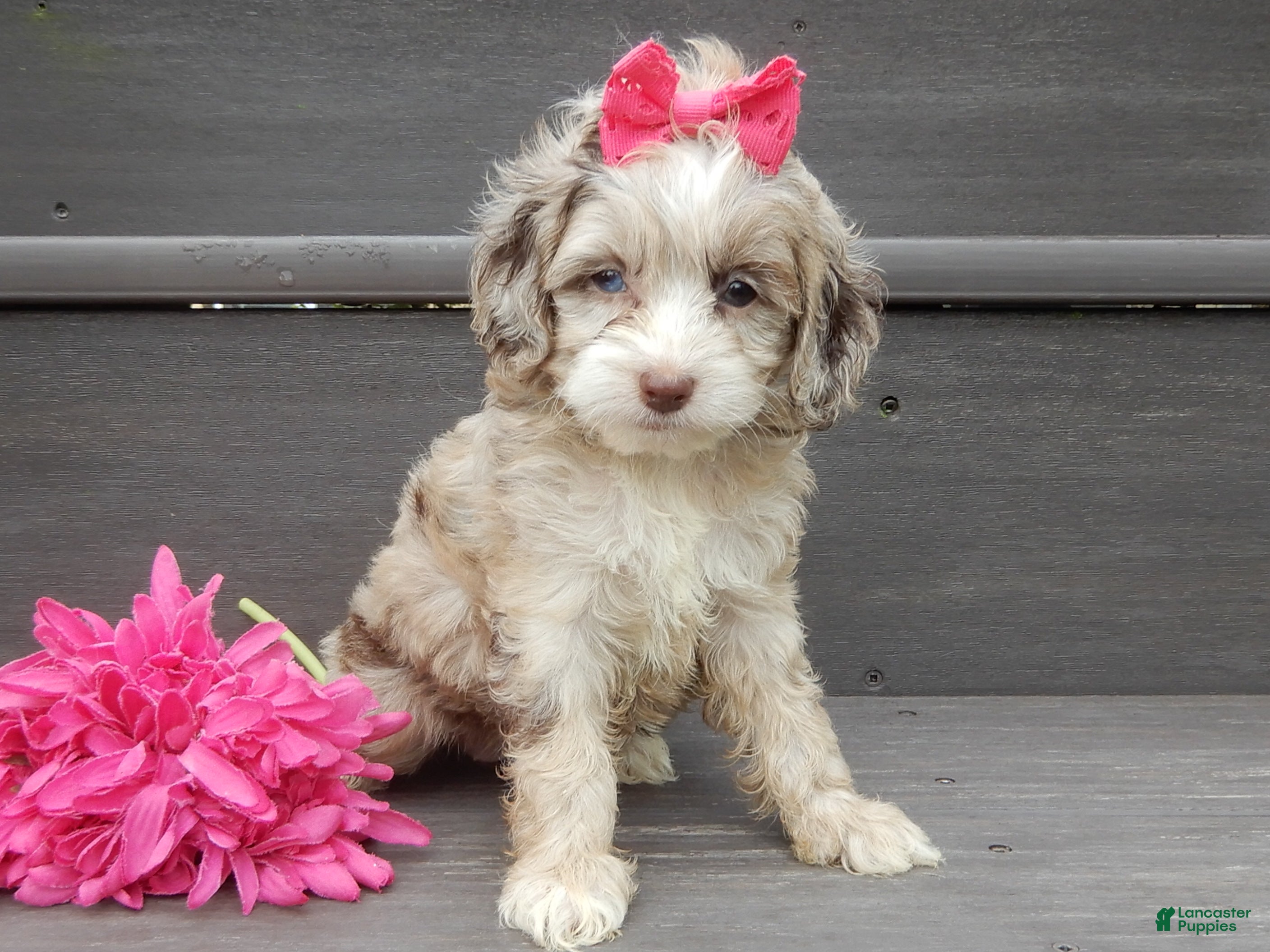 Cockapoo dogs Jane - Ad 2