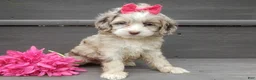Cockapoo dogs for sale: Jane - Ad 2