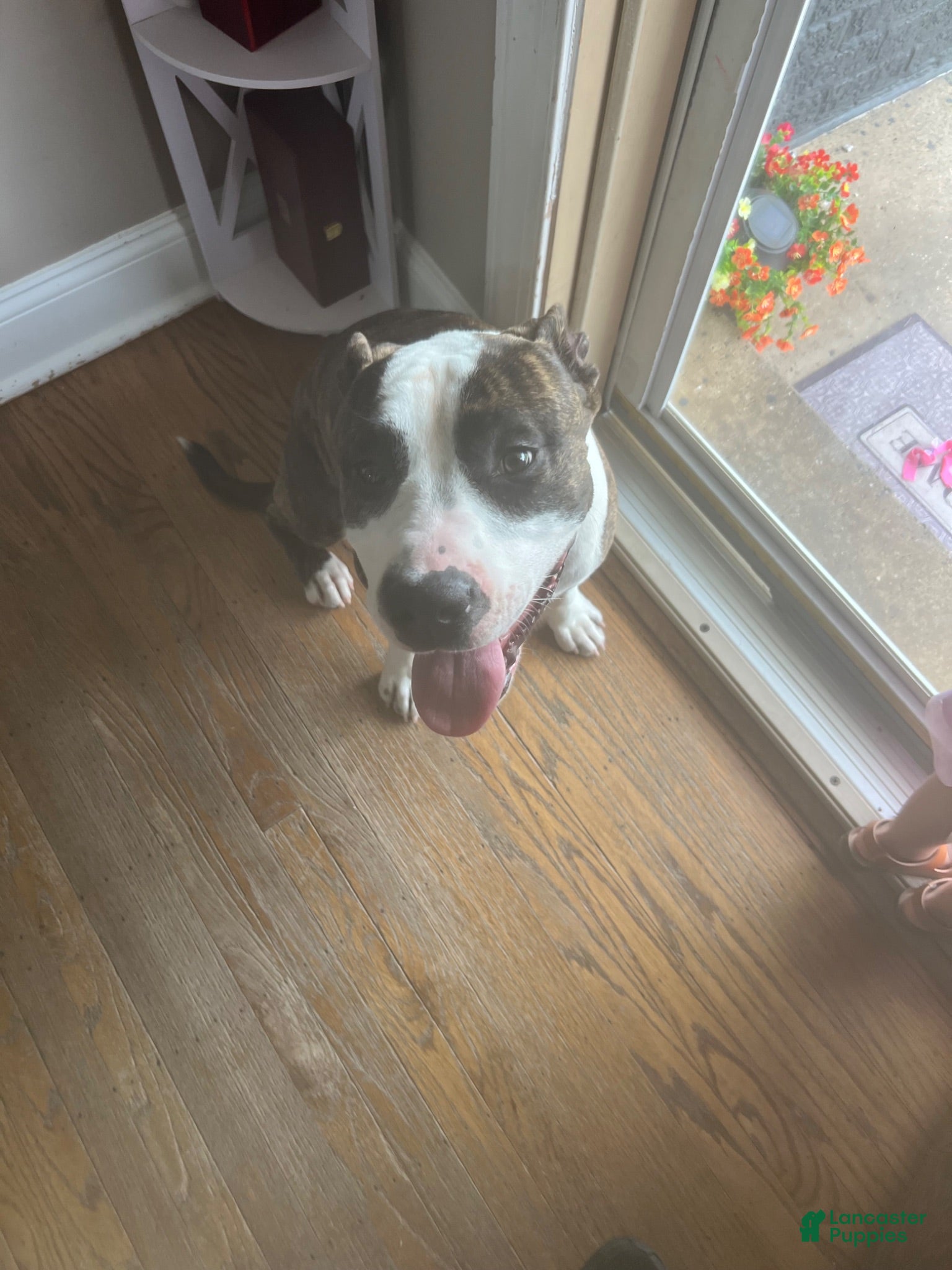 American Staffordshire Terrier dogs American Staffordshire Terrier 1 - Ad 1