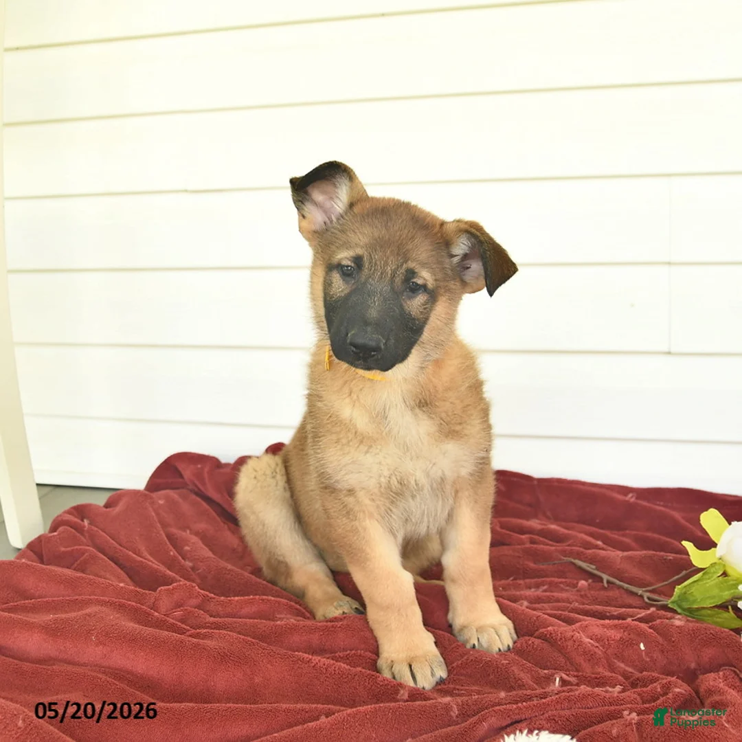 German Shepherd dogs for sale: Callie  - Ad 1