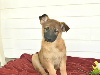 German Shepherd dogs for sale: Callie - Ad 3