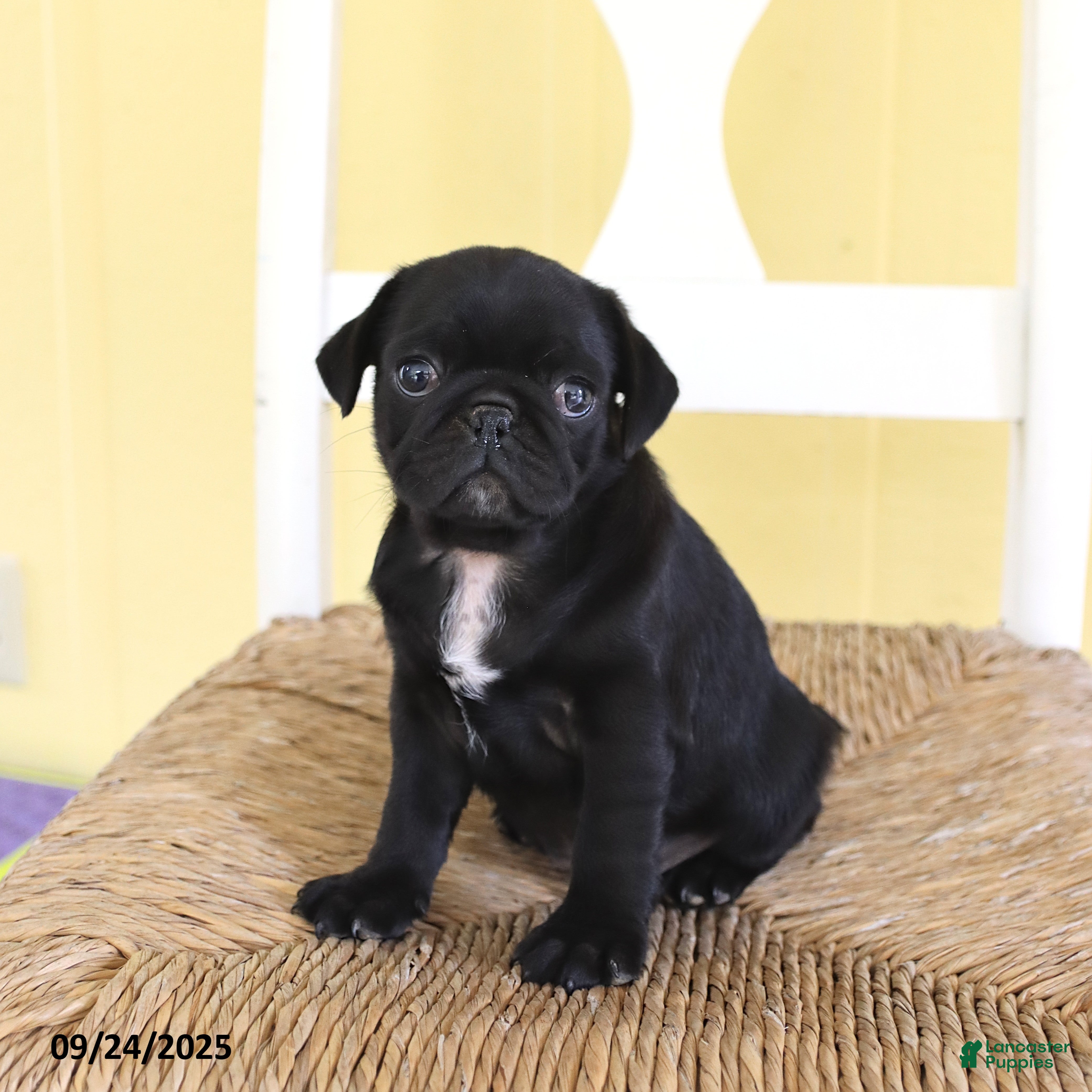 Pug dogs Logan - Ad 27