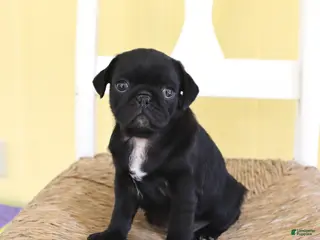 Pug dogs Logan - Ad 32