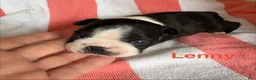 Boston Terrier dogs for sale: Boston Terrier 1 - Ad 3