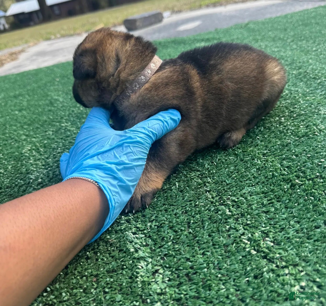 German Shepherd dogs German Shepherd light purple  - Ad 2