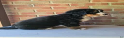 Bernese Mountain Dog dogs for sale: Bernese Mountain Dog 1 - Ad 3
