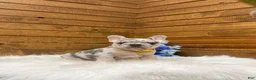 French Bulldog dogs for sale: Leo - Ad 4